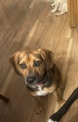 Lost Female Dog last seen Dump on Boxwood Farm , Amherst, VA 24521