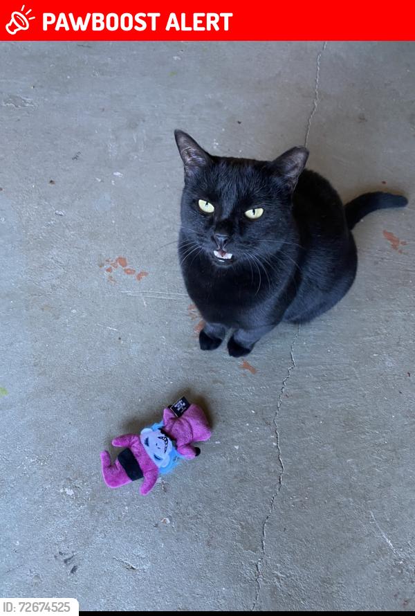 Lost Female Cat last seen Marina Village, St. Bernard Parish, LA 70043