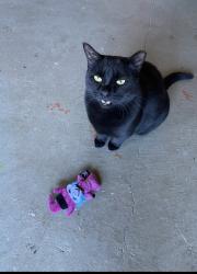Lost Female Cat last seen Marina Village, St. Bernard Parish, LA 70043