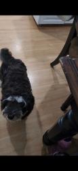 Lost Male Dog last seen Franklin park, 600 s provo utah, Provo, UT 84601