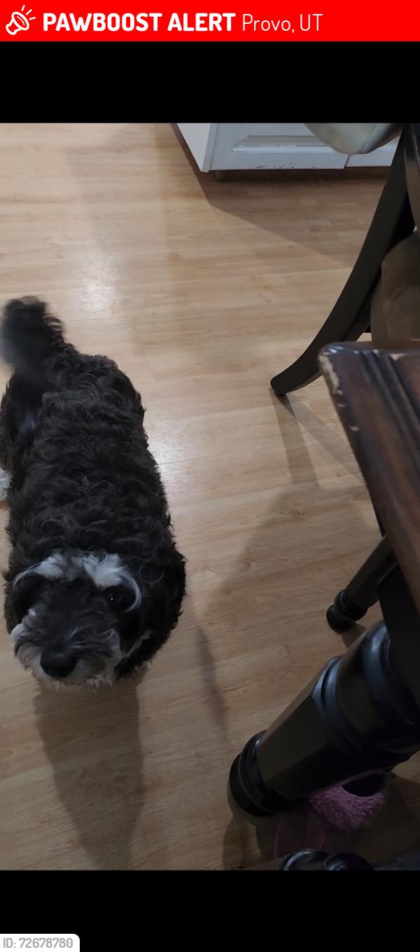 Lost Male Dog last seen Franklin park, 600 s provo utah, Provo, UT 84601