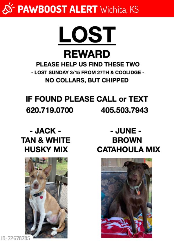 Lost Male Dog last seen 27th Street and Coolidge, Wichita, KS 67204