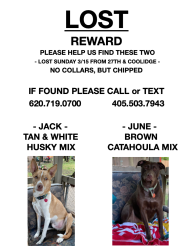 Lost Male Dog last seen 27th Street and Coolidge, Wichita, KS 67204