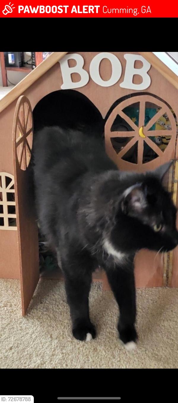 Lost Male Cat last seen Hopewell Manor, Cumming, GA 30028