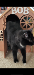 Lost Male Cat last seen Hopewell Manor, Cumming, GA 30028