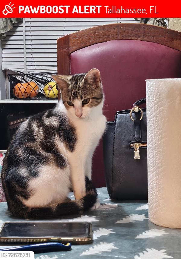 Lost Male Cat last seen Near Cathedral Drive Lot 241, Tallahassee, FL 32310