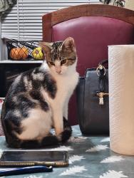 Lost Male Cat last seen Near Cathedral Drive Lot 241, Tallahassee, FL 32310