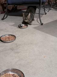 Found/Stray Unknown Cat last seen Bellwood Dr/W Ingomar Rd, Franklin Park, PA 15143