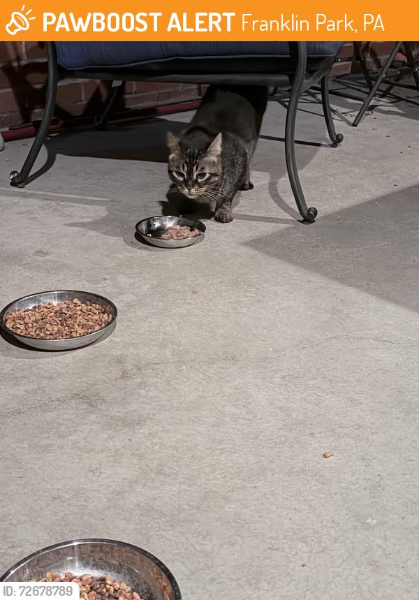 Found/Stray Unknown Cat last seen Bellwood Dr/W Ingomar Rd, Franklin Park, PA 15143