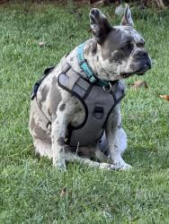 Lost Female Dog last seen winchester, Greensboro, NC 27406
