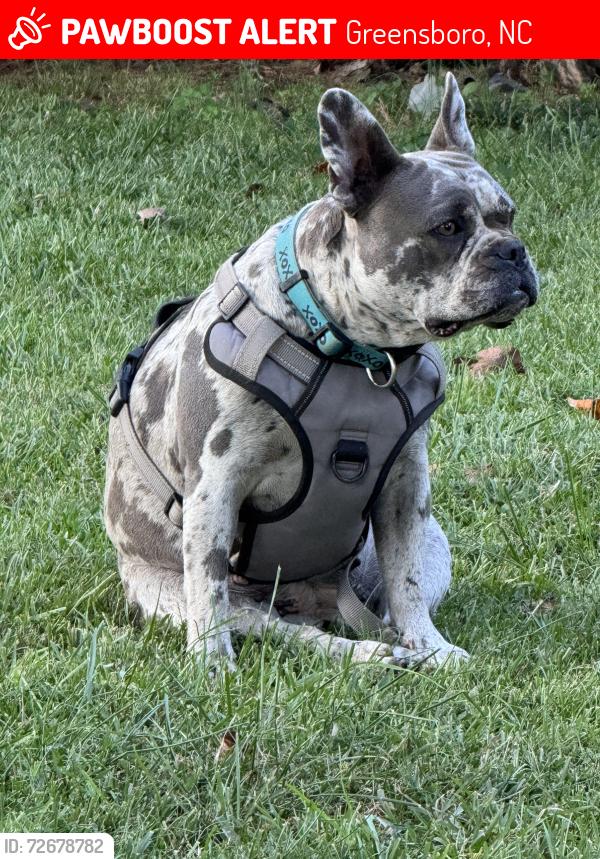 Lost Female Dog last seen winchester, Greensboro, NC 27406