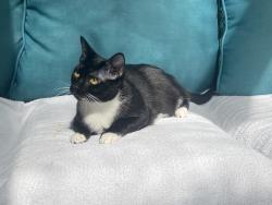 Lost Female Cat last seen Near The Haul Over, Johns Island, SC 29455