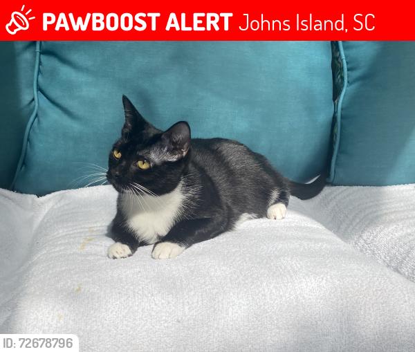 Lost Female Cat last seen Near The Haul Over, Johns Island, SC 29455