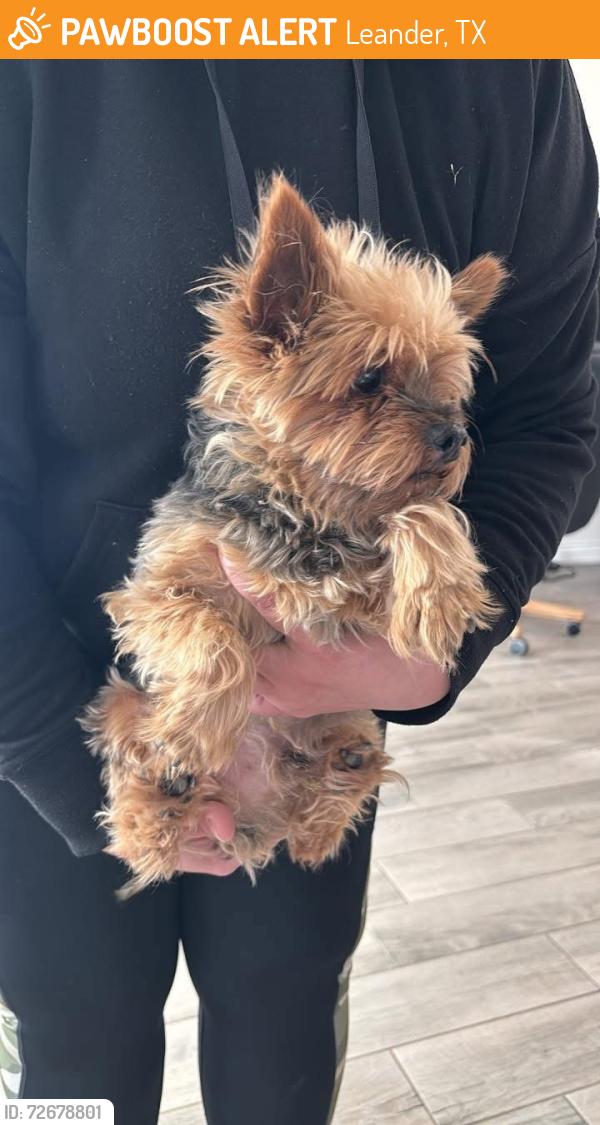 Found/Stray Male Dog last seen Fawn drive, Leander, TX 78641