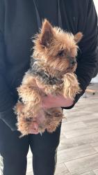 Found/Stray Male Dog last seen Fawn drive, Leander, TX 78641