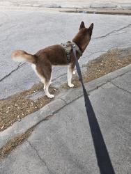 Lost Male Dog last seen Near Baker Middle School , Corpus Christi, TX 78411