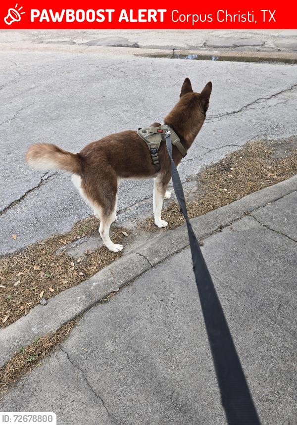 Lost Male Dog last seen Near Baker Middle School , Corpus Christi, TX 78411