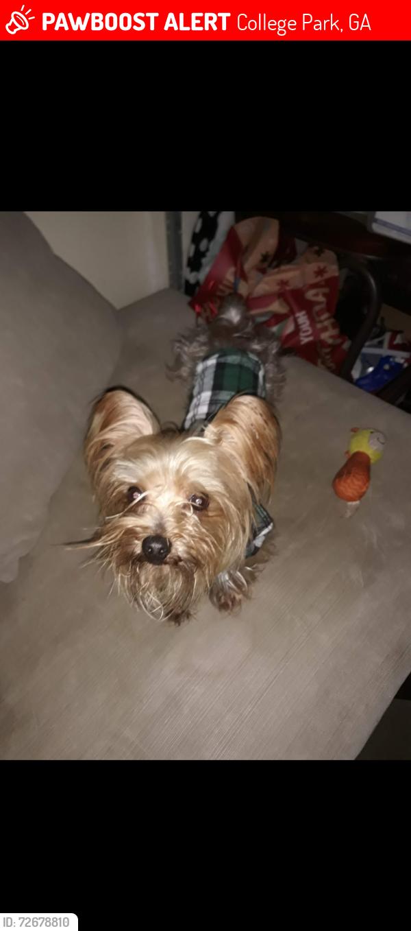 Lost Male Dog last seen Near John Calvin, College Park, GA 30337