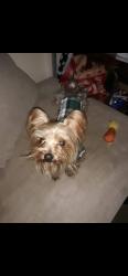 Lost Male Dog last seen Near John Calvin, College Park, GA 30337