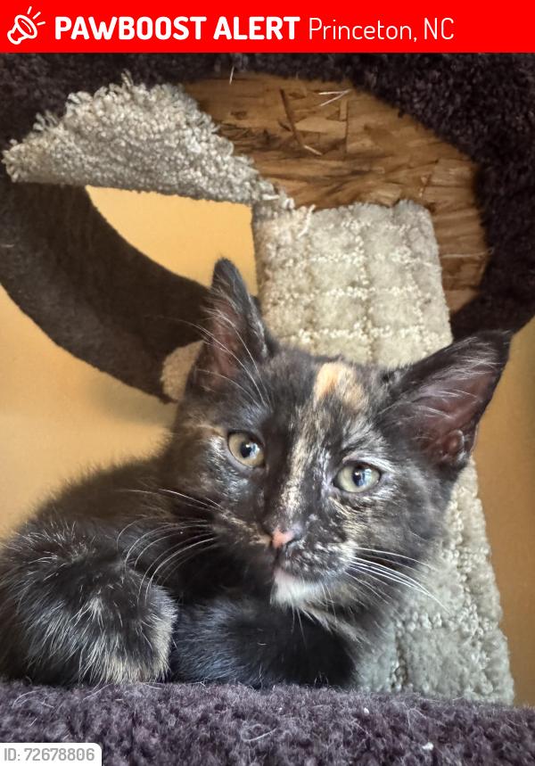 Lost Female Cat last seen Pricenton, Princeton, NC 27569