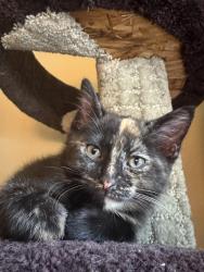 Lost Female Cat last seen Pricenton, Princeton, NC 27569