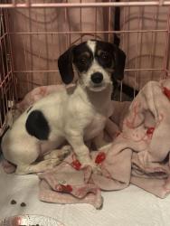 Found/Stray Male Dog last seen Foothill , Fontana, CA 92335