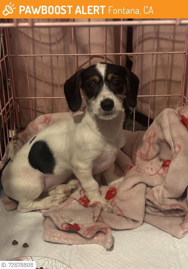 Found/Stray Male Dog last seen Foothill , Fontana, CA 92335