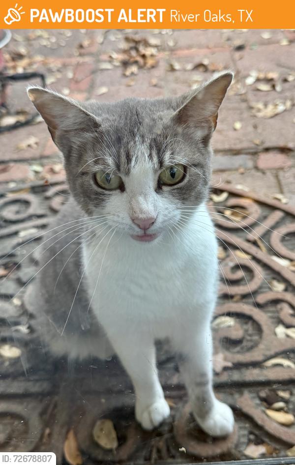 Found/Stray Female Cat last seen Samson Circle and Roberts Cut Off , River Oaks, TX 76114
