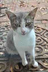 Found/Stray Female Cat last seen Samson Circle and Roberts Cut Off , River Oaks, TX 76114