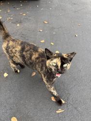 Found/Stray Unknown Cat last seen On the backside of the courtyard marriot , Miami, FL 33126