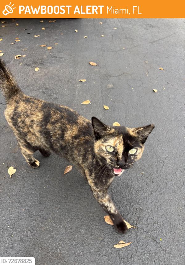 Found/Stray Unknown Cat last seen On the backside of the courtyard marriot , Miami, FL 33126