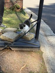Found/Stray Female Cat last seen Mitc road, Norcross, GA 30071