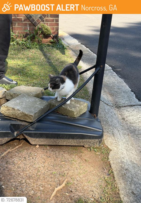 Found/Stray Female Cat last seen Mitc road, Norcross, GA 30071