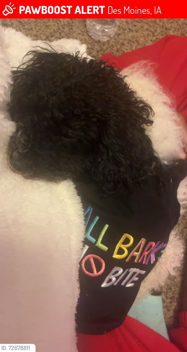Lost Female Dog last seen 38th street down to 31st , Des Moines, IA 50310