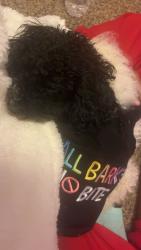 Lost Female Dog last seen 38th street down to 31st , Des Moines, IA 50310