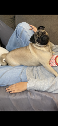 Lost Male Dog last seen Near East 8th, Erie, PA 16503