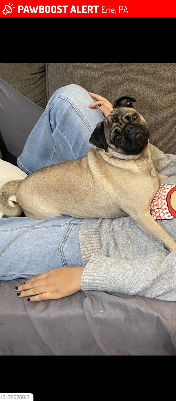 Lost Male Dog last seen Near East 8th, Erie, PA 16503