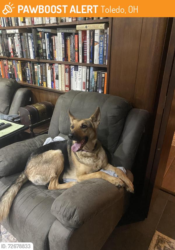 Found/Stray Unknown Dog last seen Drummond Road, Toledo, OH 43606