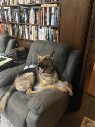 Found/Stray Unknown Dog last seen Drummond Road, Toledo, OH 43606
