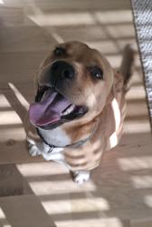 Found/Stray Male Dog last seen Pate Rd and Rosebud Rd, Gwinnett County, GA 30052