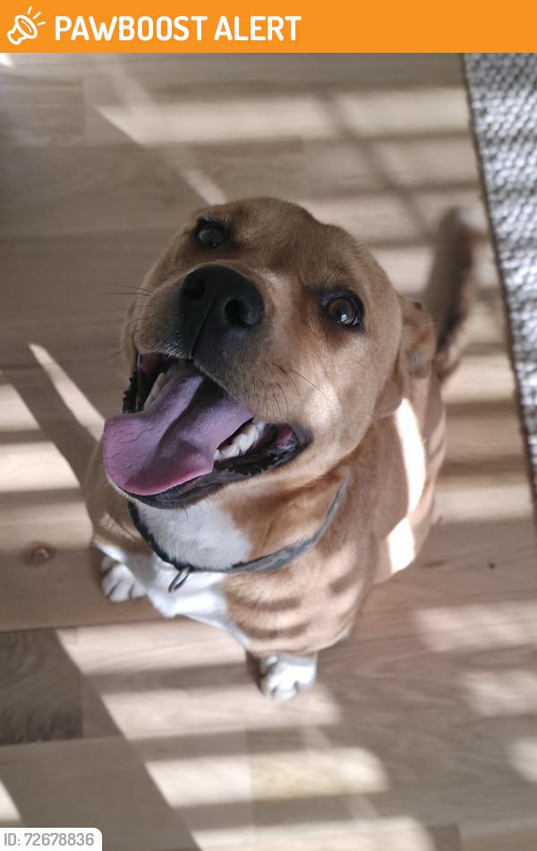 Found/Stray Male Dog last seen Pate Rd and Rosebud Rd, Gwinnett County, GA 30052