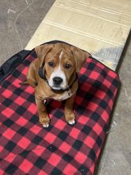 Found/Stray Male Dog last seen Cushion by design , Dalton, GA 30720
