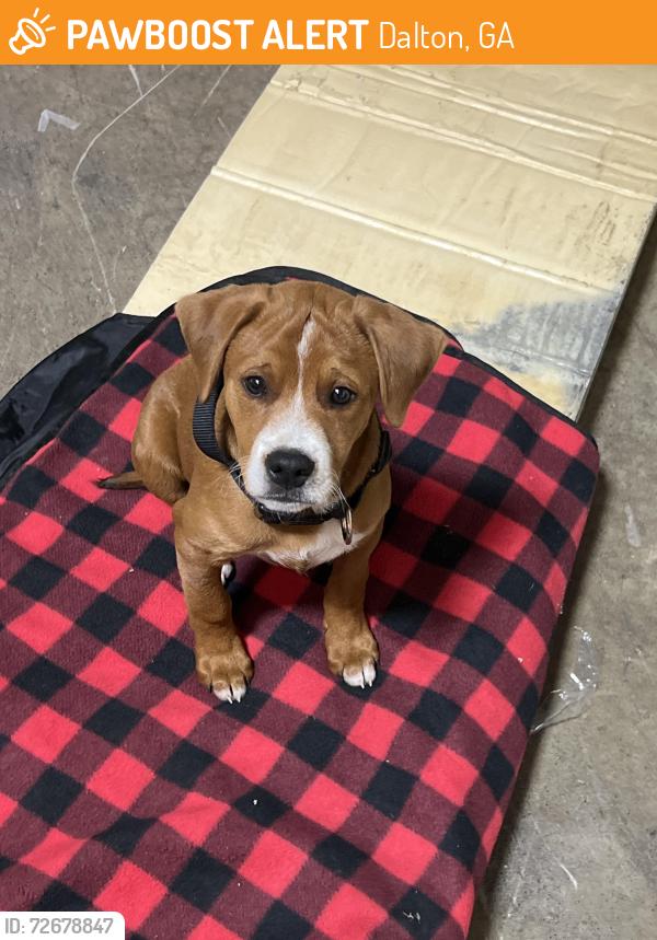 Found/Stray Male Dog last seen Cushion by design , Dalton, GA 30720