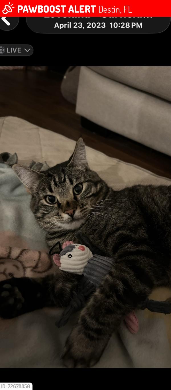 Lost Male Cat last seen Crab trap of of scenic 98, Destin, FL 32541