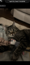 Lost Male Cat last seen Crab trap of of scenic 98, Destin, FL 32541