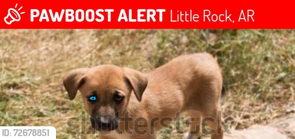 Lost Female Dog last seen Fun warsh on scott hamelton and base line , Little Rock, AR 72209