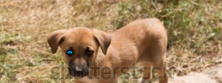 Lost Female Dog last seen Fun warsh on scott hamelton and base line , Little Rock, AR 72209