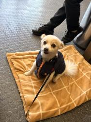 Found/Stray Female Dog last seen Willow and Adriatic , Long Beach, CA 90806