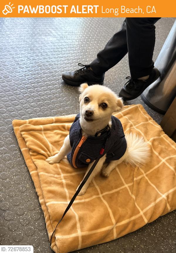 Found/Stray Female Dog last seen Willow and Adriatic , Long Beach, CA 90806