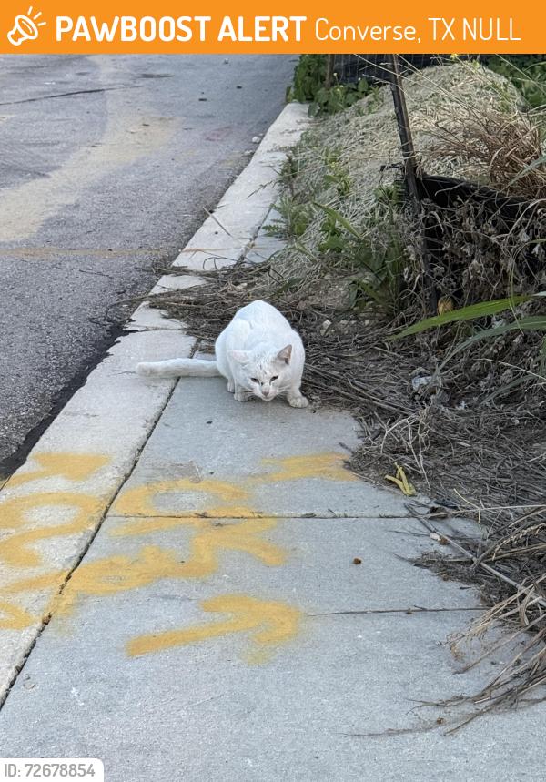 Found/Stray Unknown Cat last seen Sage Turn - Sage Meadows , Converse, TX NULL